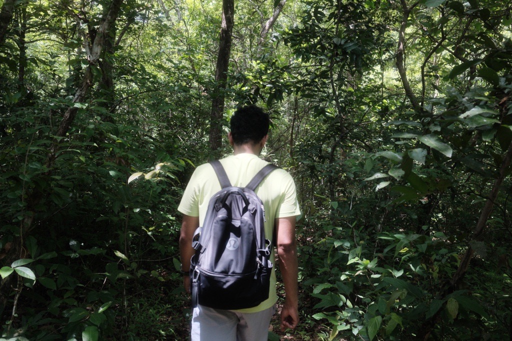 Hiking a forest trail